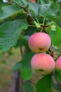 Apples on tree branch Royalty Free Stock Photo