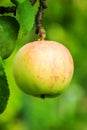 Apples on a tree branch