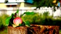 Apples on a tree branch. Still life in an apple orchard.Soft blurred background. Green Royalty Free Stock Photo