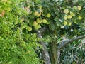 Apples on tree branches and pomegranate tree Royalty Free Stock Photo
