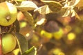 apples on a tree close-up. Hang on a tree in the garden. In warm colors. Spring concept Royalty Free Stock Photo