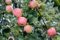 Apples on the tree. Delicious, beautiful