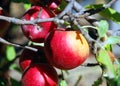 Apples on the tree-fresh