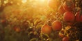 Apples on the tree in the garden in the rays of the setting sun Royalty Free Stock Photo