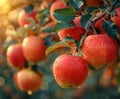Apples on the tree in the garden in the rays of the setting sun Royalty Free Stock Photo