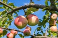 Apples on tree