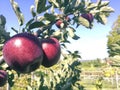 Apples on tree and nice background