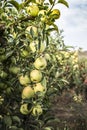 Apples tree in the orchard Royalty Free Stock Photo