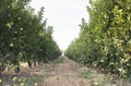 Apples tree in the orchard