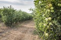 Apples tree in the orchard