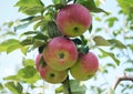 Apples in tree organic fresh fruits orchard