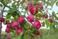 Apples tree orchard delicious fruits organic agriculture Royalty Free Stock Photo