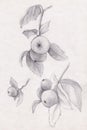 Apples on a tree, pencil sketch of branches