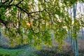 apples on tree, photo picture digital image Royalty Free Stock Photo