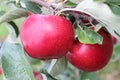Apples in tree ready for harvest Royalty Free Stock Photo
