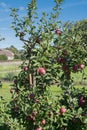Apples on the tree ready for harvest Royalty Free Stock Photo