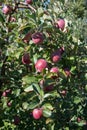 Apples on the tree ready for harvest Royalty Free Stock Photo