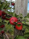 Apples in tree ready for harvest Royalty Free Stock Photo