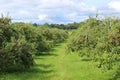 Apples in tree ready for harvest Royalty Free Stock Photo