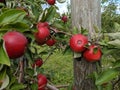 Apples in tree ready for harvest Royalty Free Stock Photo