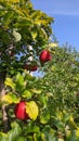 Apples in tree ready for harvest fruit Royalty Free Stock Photo