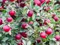 Apples on a tree ready for harvest Royalty Free Stock Photo