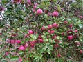 Apples on a tree .