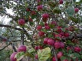 Apples on a tree .