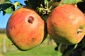 Small ladybird and two apples on the tree in Steinsel, Luxembourg Royalty Free Stock Photo