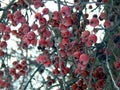 Apples on a tree in winter