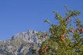 the apples on the trees in the Tannheimer Tal are ripe