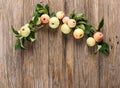 Apples on a twigs Royalty Free Stock Photo