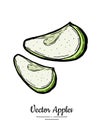 Apples vector isolated. Green fruit hand drawn illustration. Trendy food vegetarian fruit logo icon. Quarters cut apple