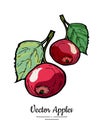 Apples vector isolated. Red fruits hand drawn illustration. Trendy food menu fruit logo icon. Whole apples green leaves Royalty Free Stock Photo