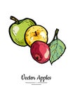 Apples vector isolated. Whole apples with leaf. Yellow green red fruits hand drawn illustration. Trendy food vegetarian