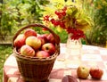 Apples and viburnum berries on autumn background Royalty Free Stock Photo