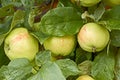 Apples with water drops on the tree Royalty Free Stock Photo