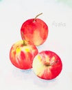 Apples watercolor painted