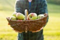 Apples in a wicker basket in farmers hands . Mans hand holds out a ripe apple.Collection of autumn fruits. Autumn fruit Royalty Free Stock Photo