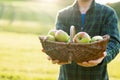 Apples in a wicker basket in farmers hands in the sun. Mans hand holds out a ripe apple.Collection of autumn fruits Royalty Free Stock Photo