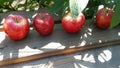 Apples on a wood bench