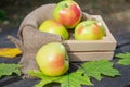 Apples in a wooden box. Royalty Free Stock Photo