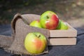 Apples in a wooden box on an old wooden table in the autumn Park. Autumn background. Royalty Free Stock Photo