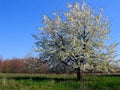 Appletree. Royalty Free Stock Photo