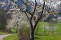 appletree bloom in south germany Royalty Free Stock Photo