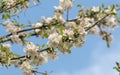 Appletree blooming white flowers. Apple tree flowering against blue sky. Spring nature background.