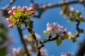 Some blooming appletree branches with petals and blue sky sunny day