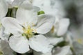 Appletree flower