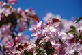 Appletree flowers Royalty Free Stock Photo