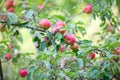 Appletree with many red ripe fresh apples Royalty Free Stock Photo